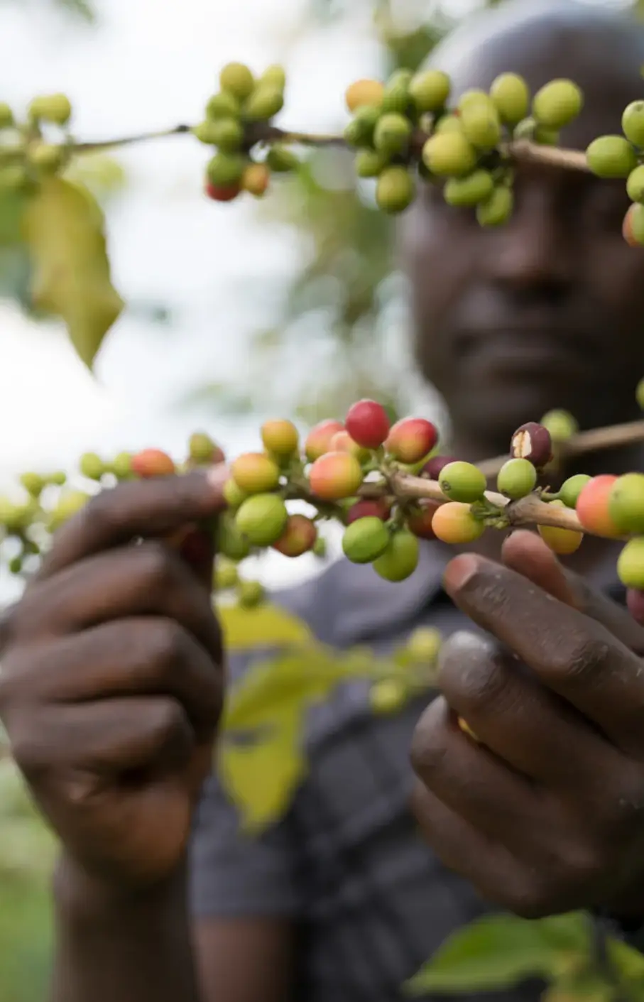 Lake Kivu Attraction