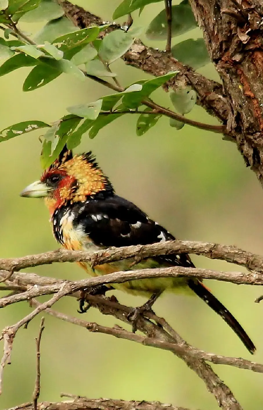 Lake Kivu Attraction