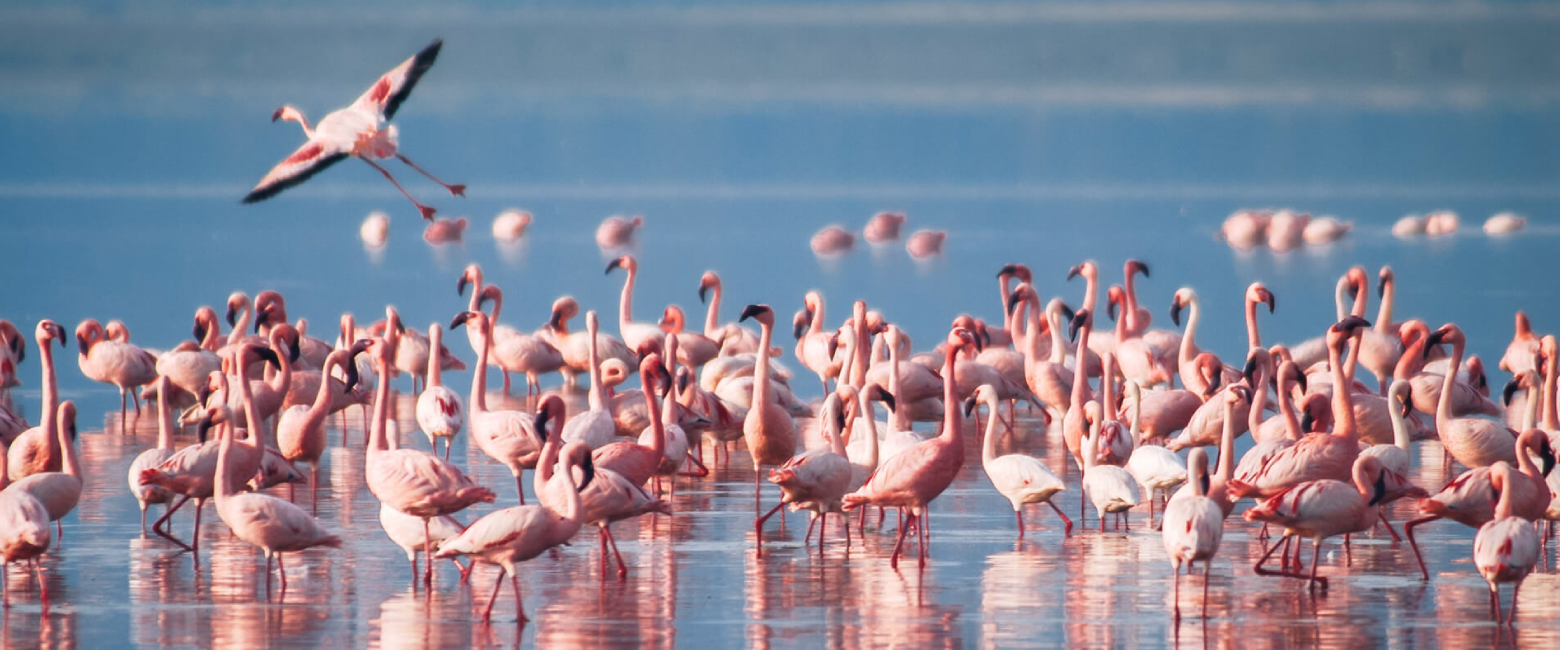 Lake Manyara National Park Flamingos