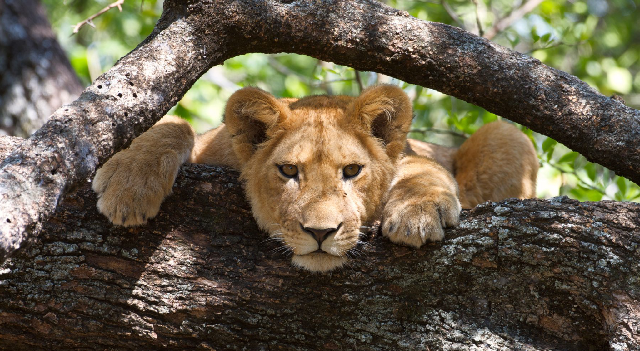 Lake Manyara National Park Tree climbing lion