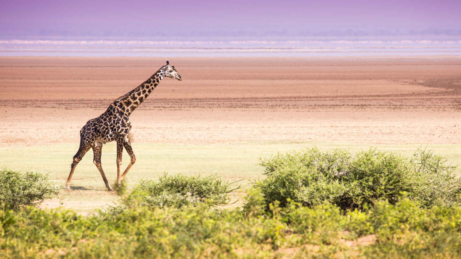 Lake Manyara National Park Wildlife Viewing