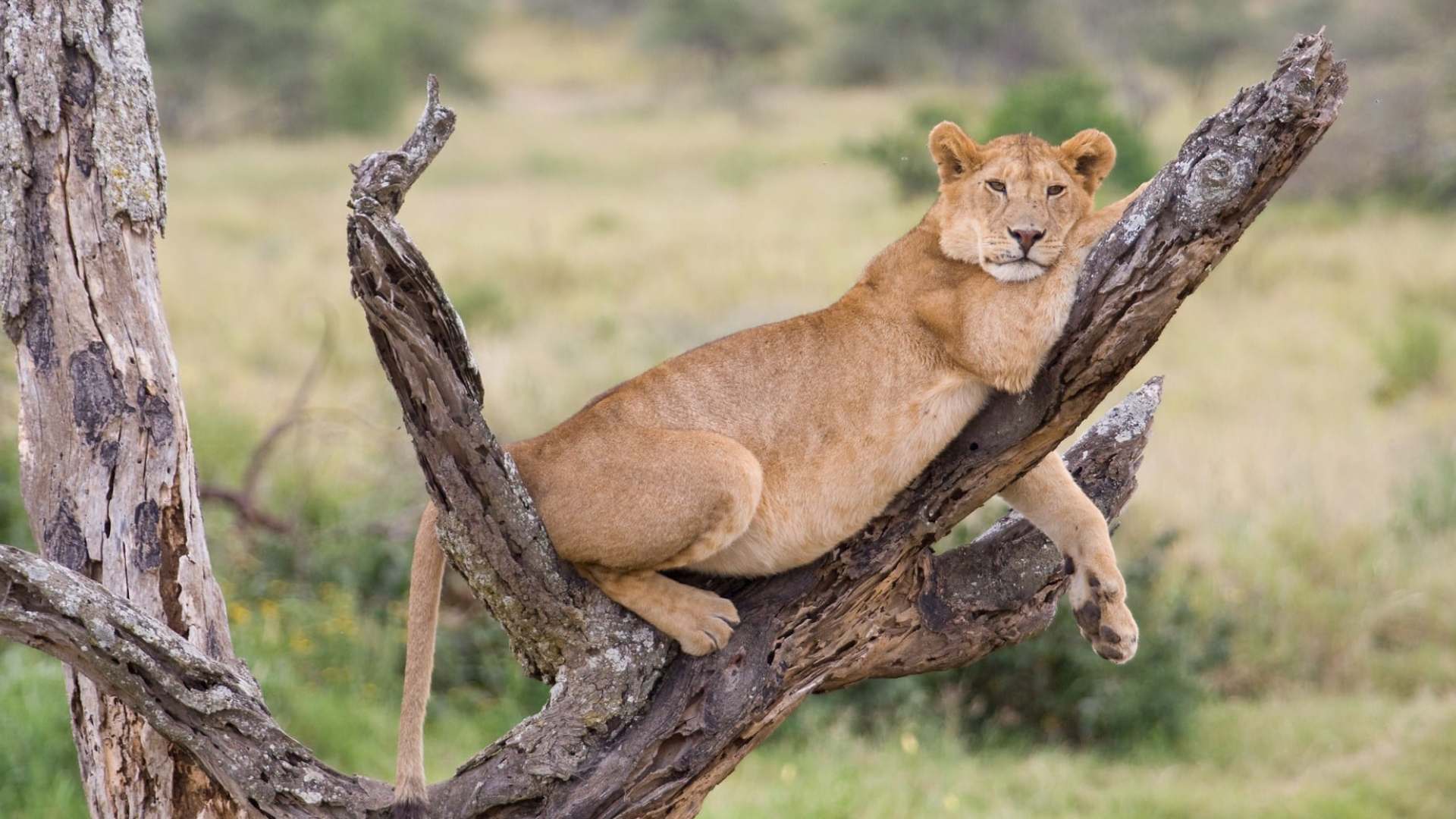 Lake Manyara National Park Tree climbing lion