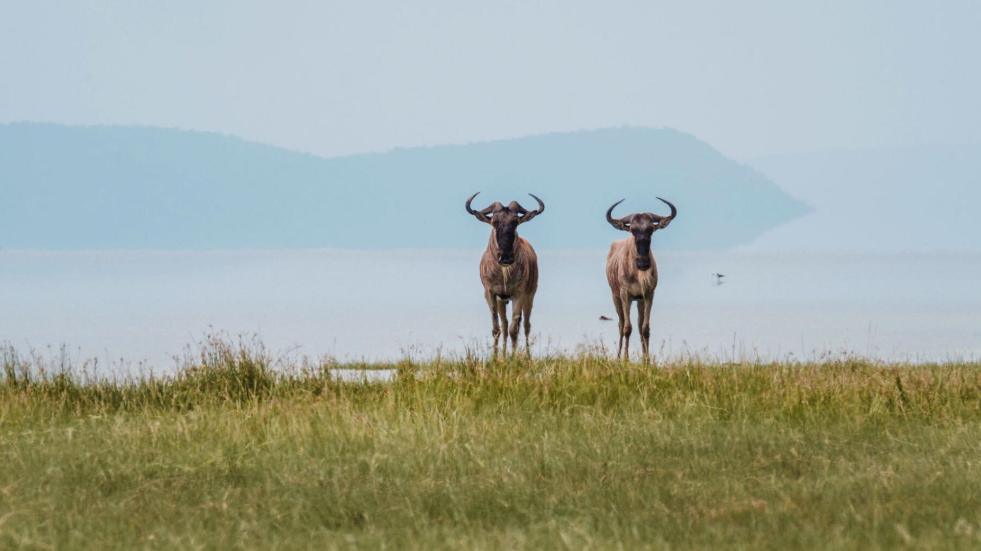 Lake Manyara National Park Wildebeest