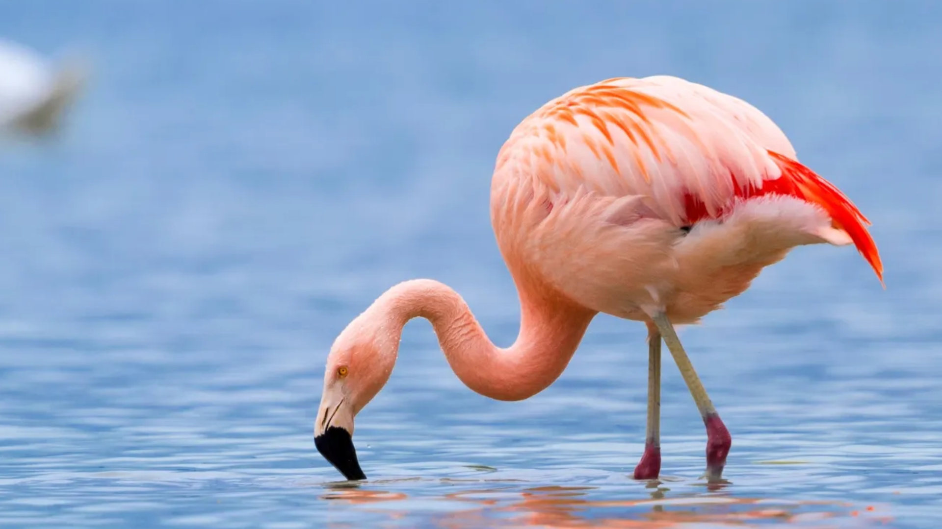 Lake Manyara National Park Flamingos