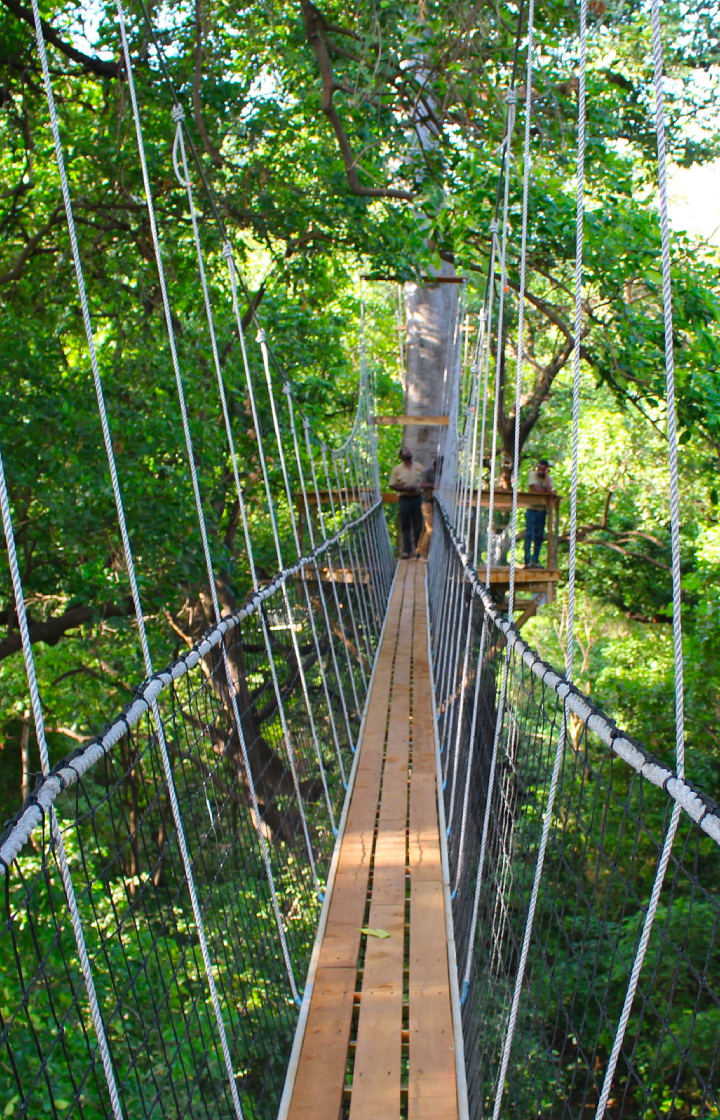 Treetop Walkway Experience in Lake Manyara National Park