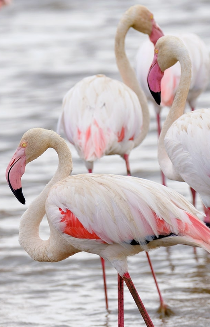 Lake Manyara National Park Birdwatching & Flamingo Viewing