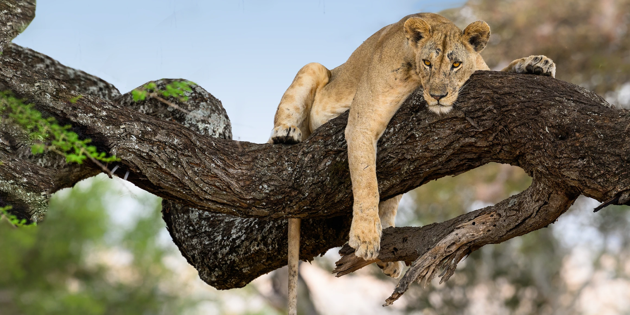 Lake Manyara National Park