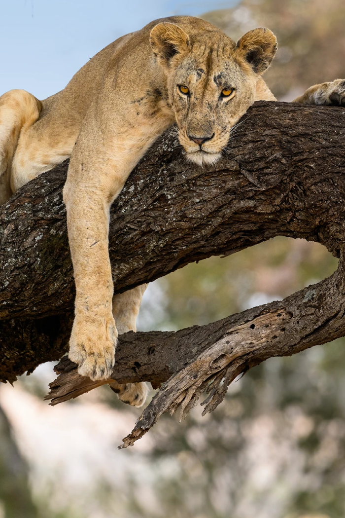 Tanzania Destinations Lake Manyara National Park