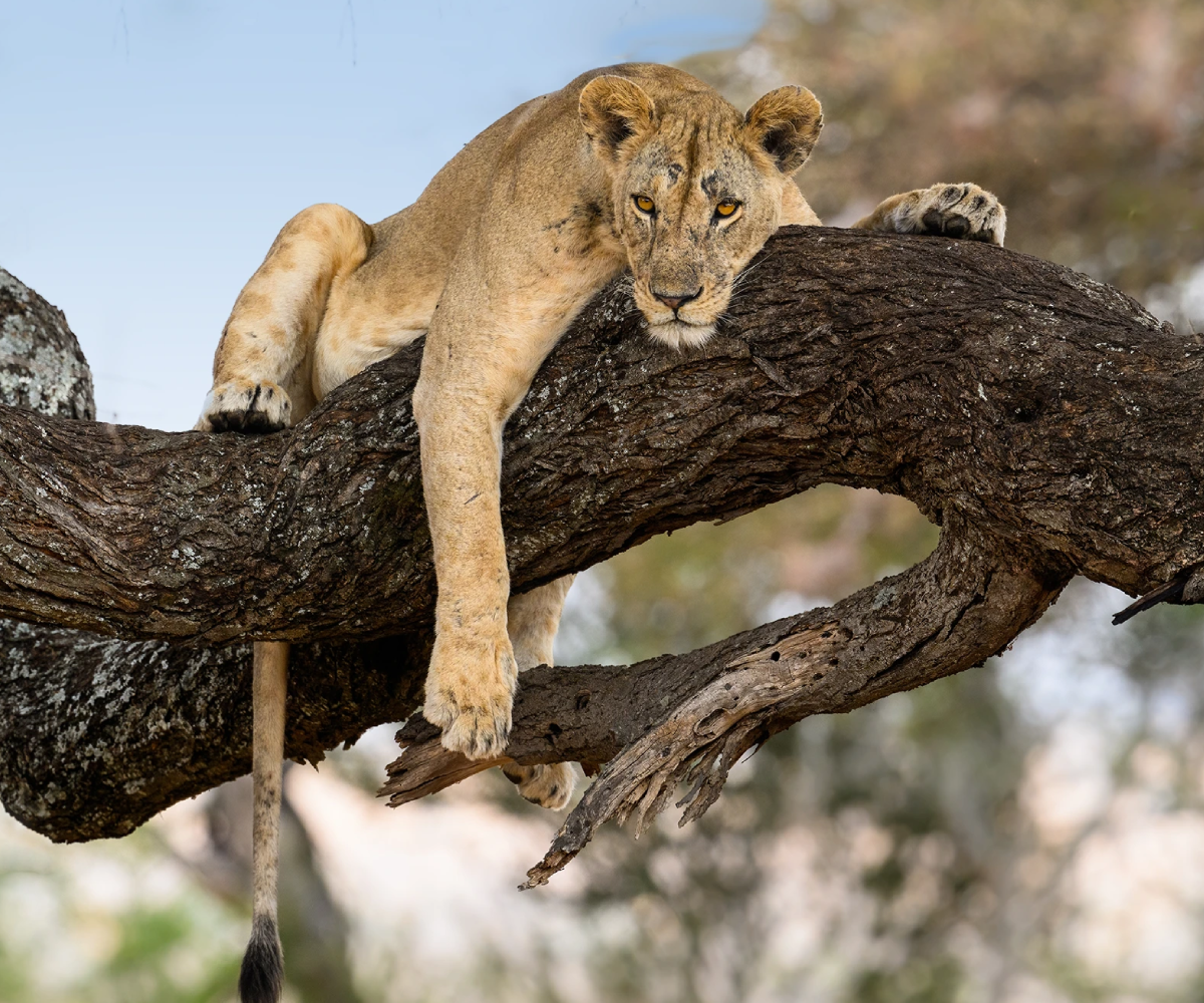 Masai Mara National Reserve
