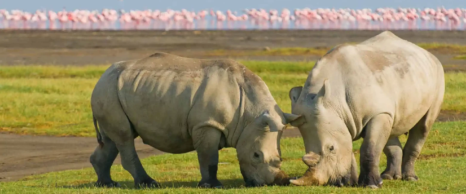 Lake Nakuru National Park Wildlife