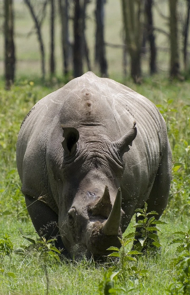 Cycle with the Rhino