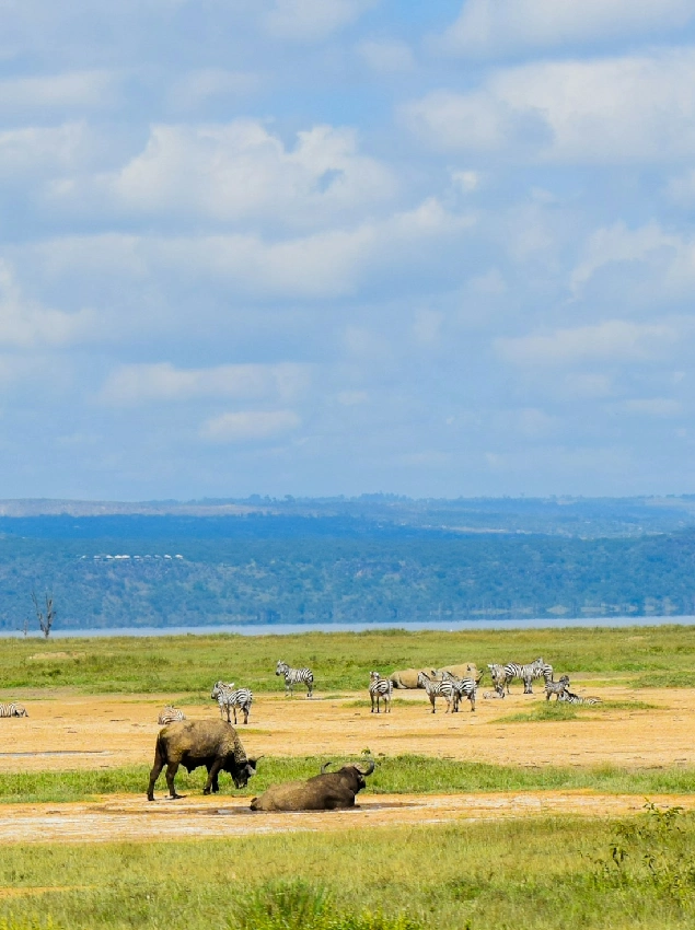 Lake Nakuru National Park Dry Season