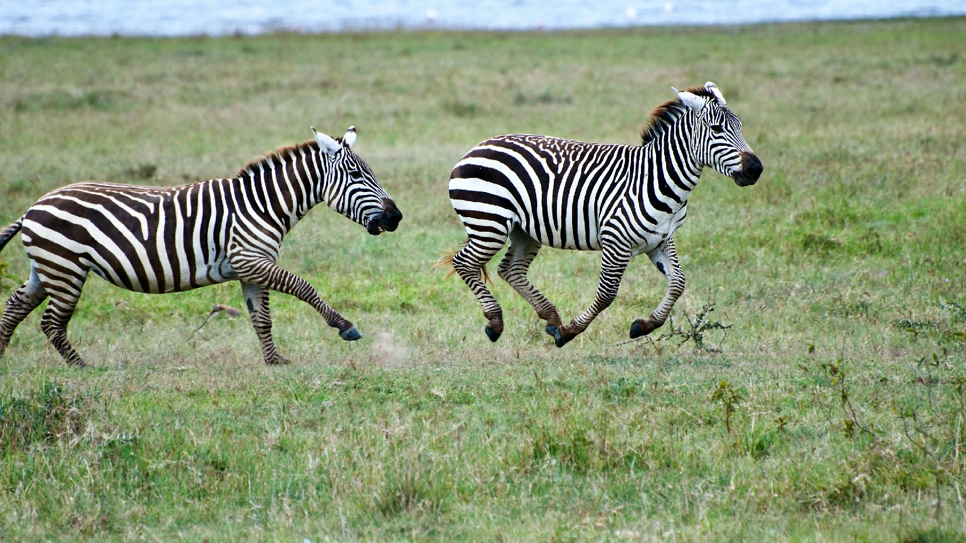 Lake Nakuru National Park Attraction