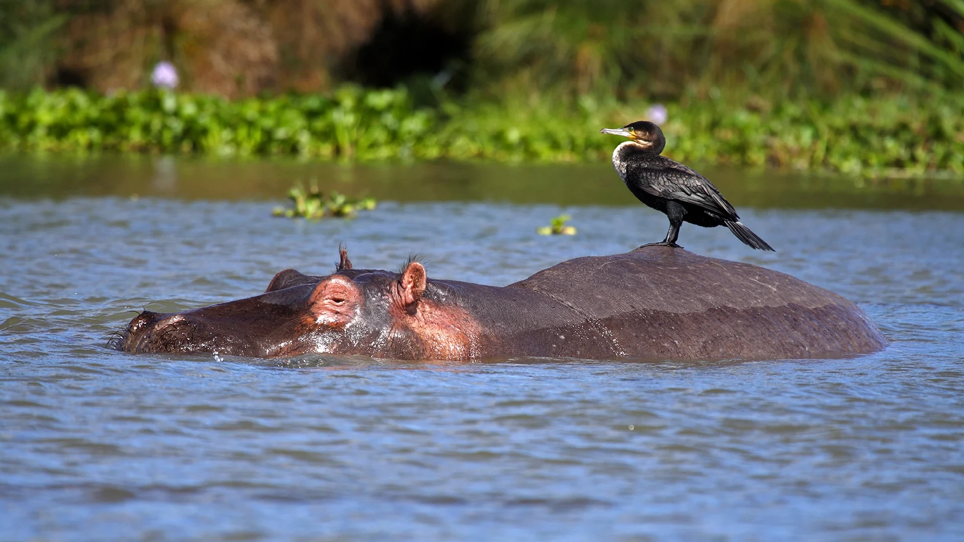 Lake Nakuru National Park Attraction