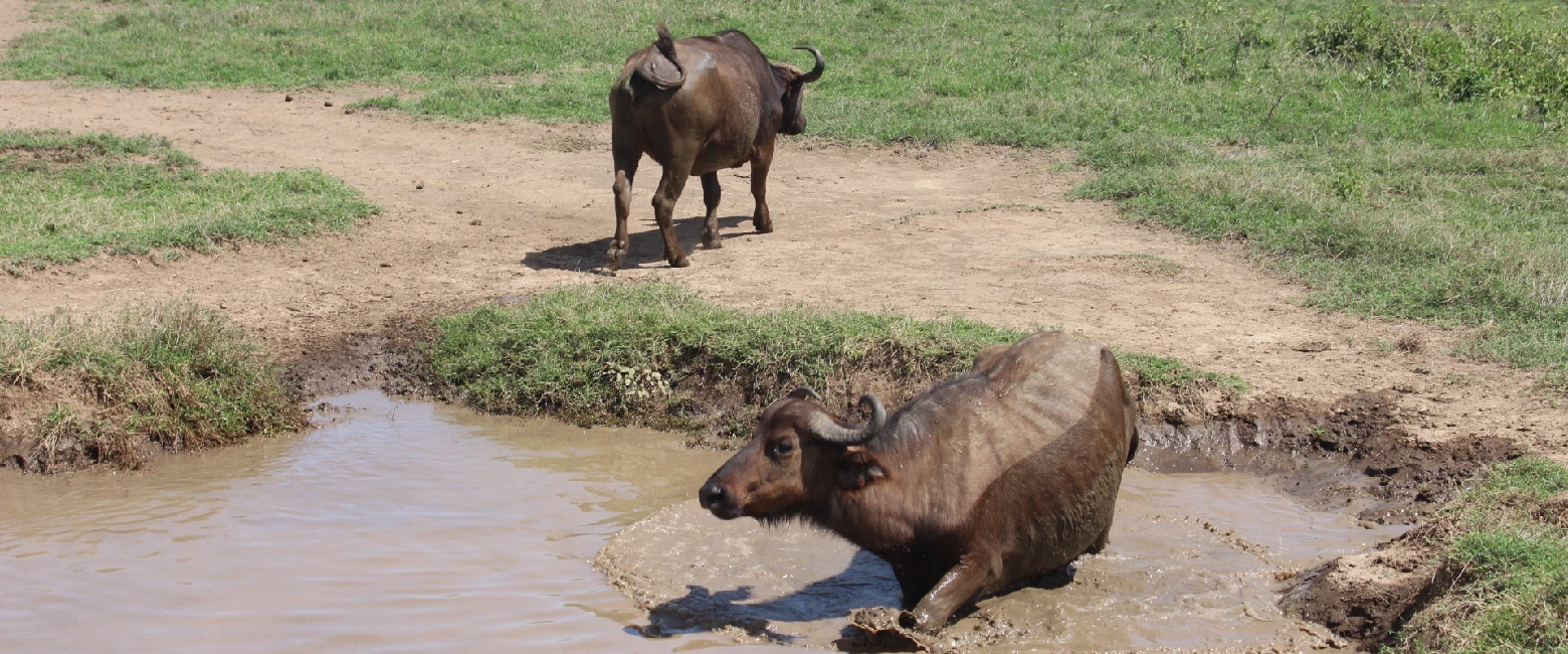 Lake Nakuru National Park Attraction