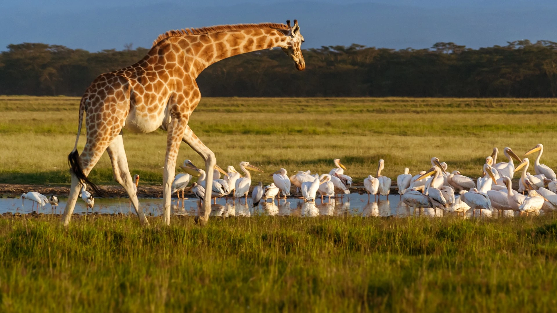 Lake Nakuru National Park Attraction