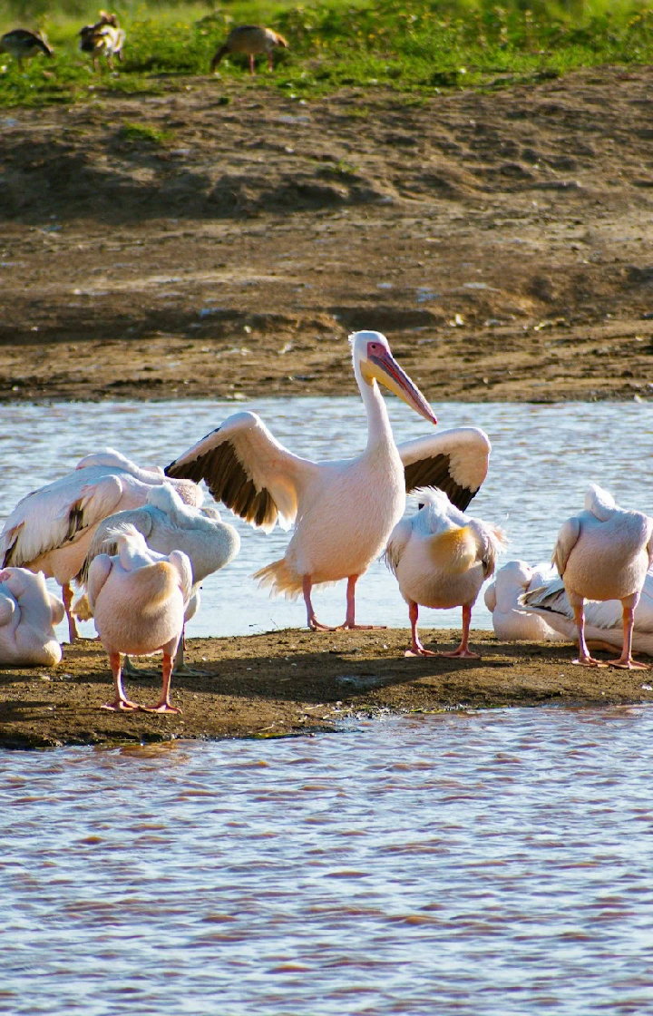 Out of Africa Viewpoint