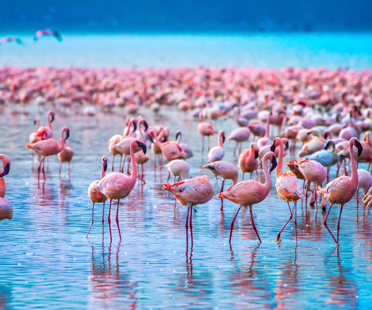 Kenya Destinations Lake Nakuru National Park