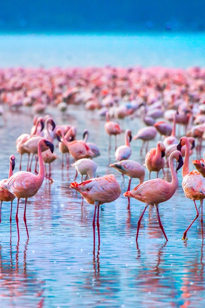 Kenya Destinations Lake Nakuru National Park