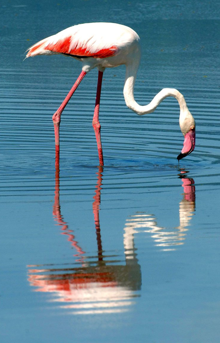 Lake Nakuru Safari Tour Flamingo