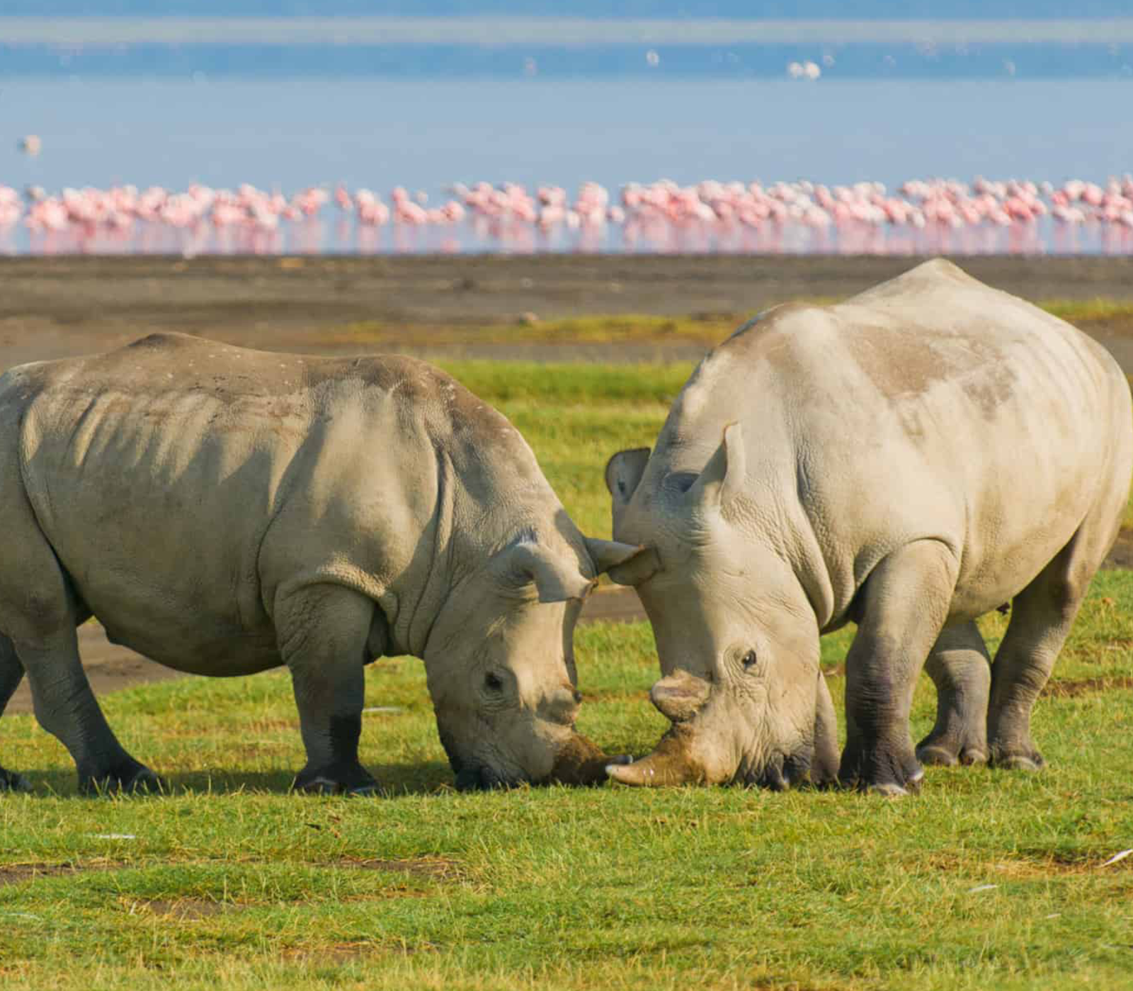 Lake Nakuru Safari Tour