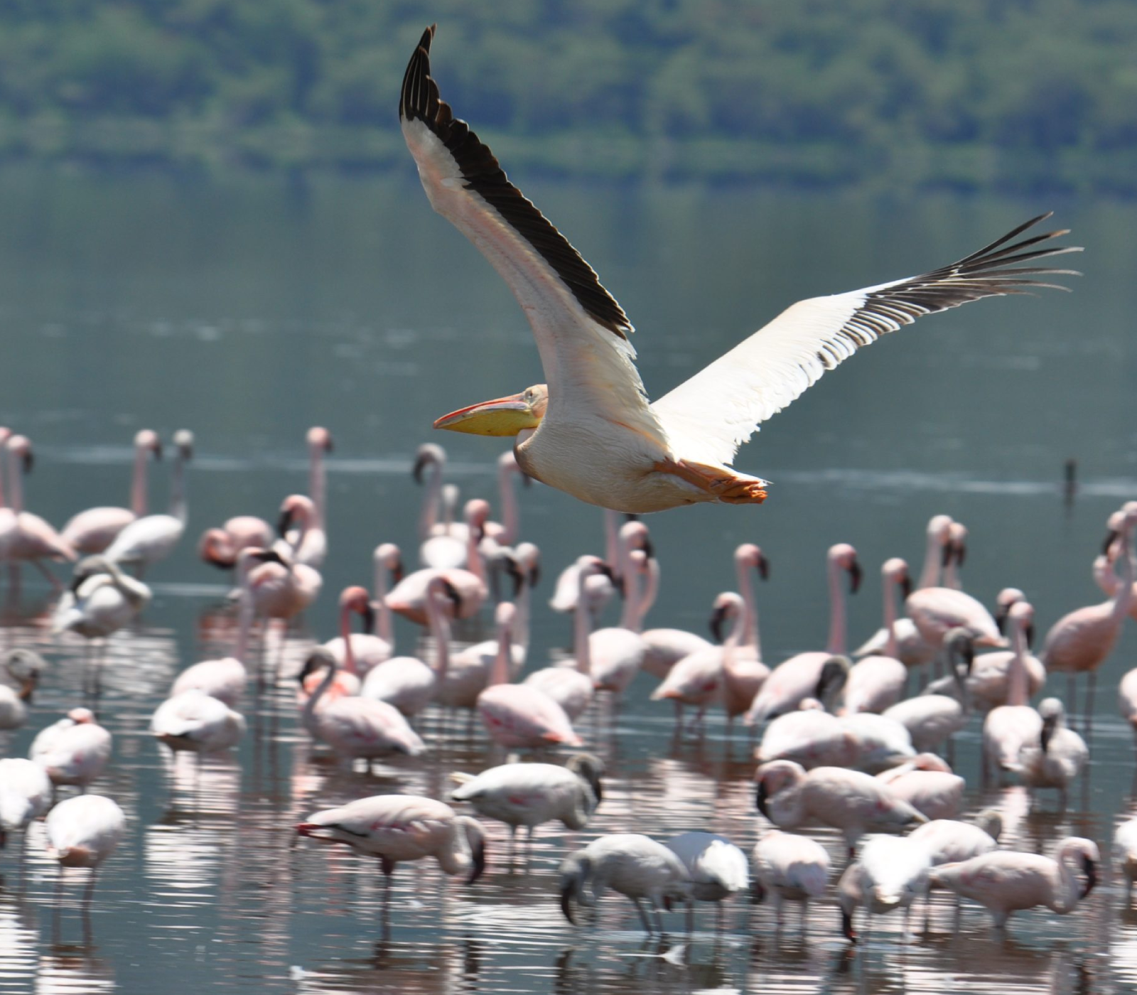 Lake Nakuru Safari Tour