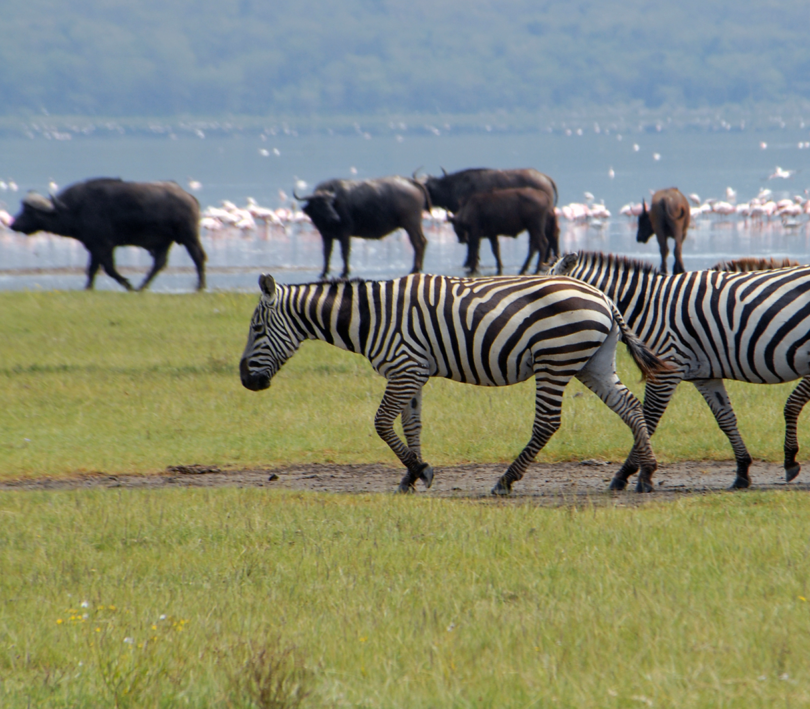 Lake Nakuru Safari Tour
