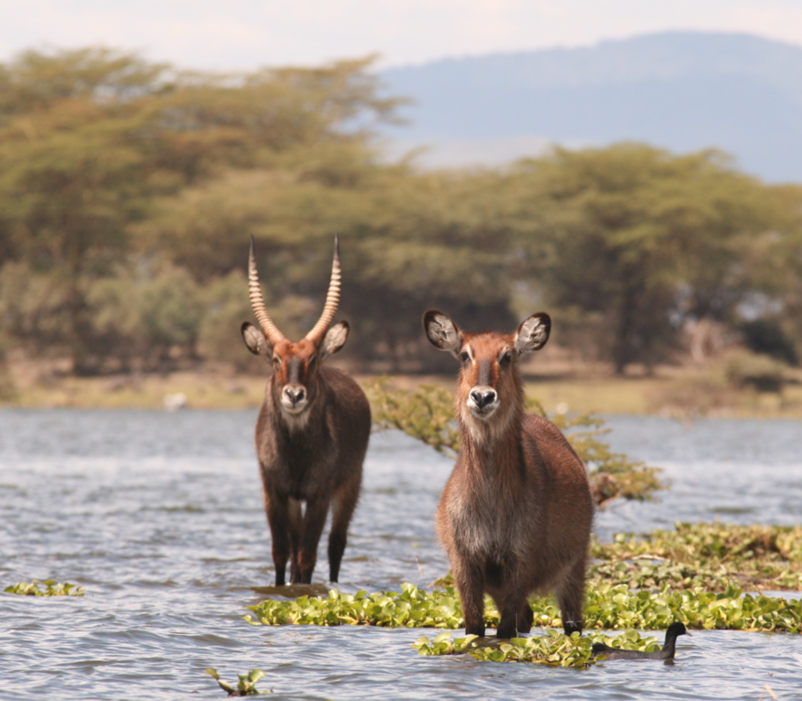Lake Nakuru Safari Tour