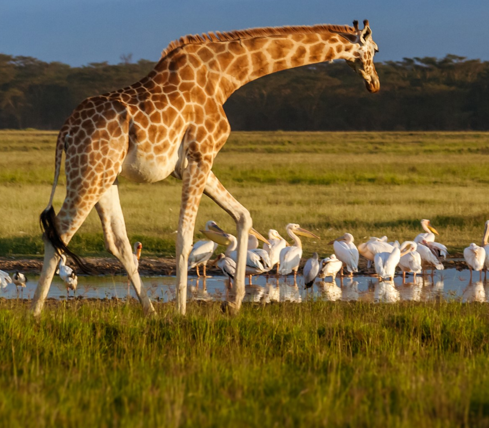 Lake Nakuru Safari Tour