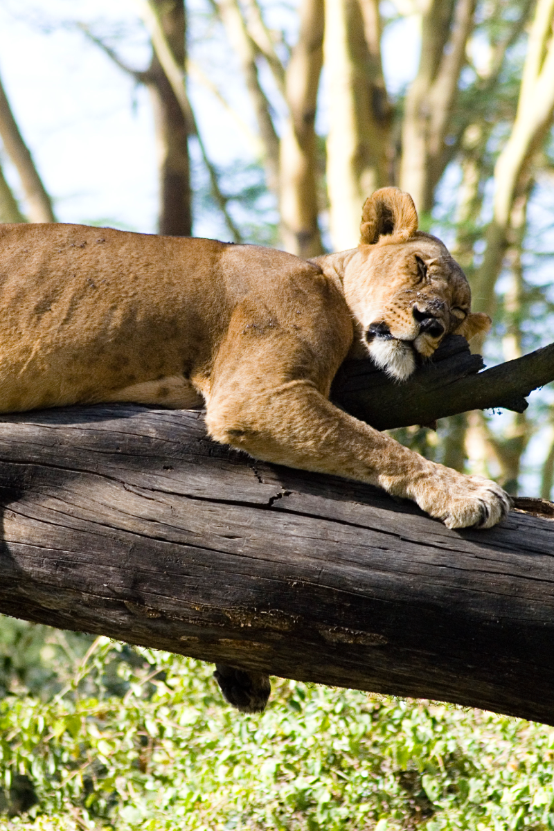 Lake Nakuru Safari Tour