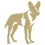 African Wild Dog