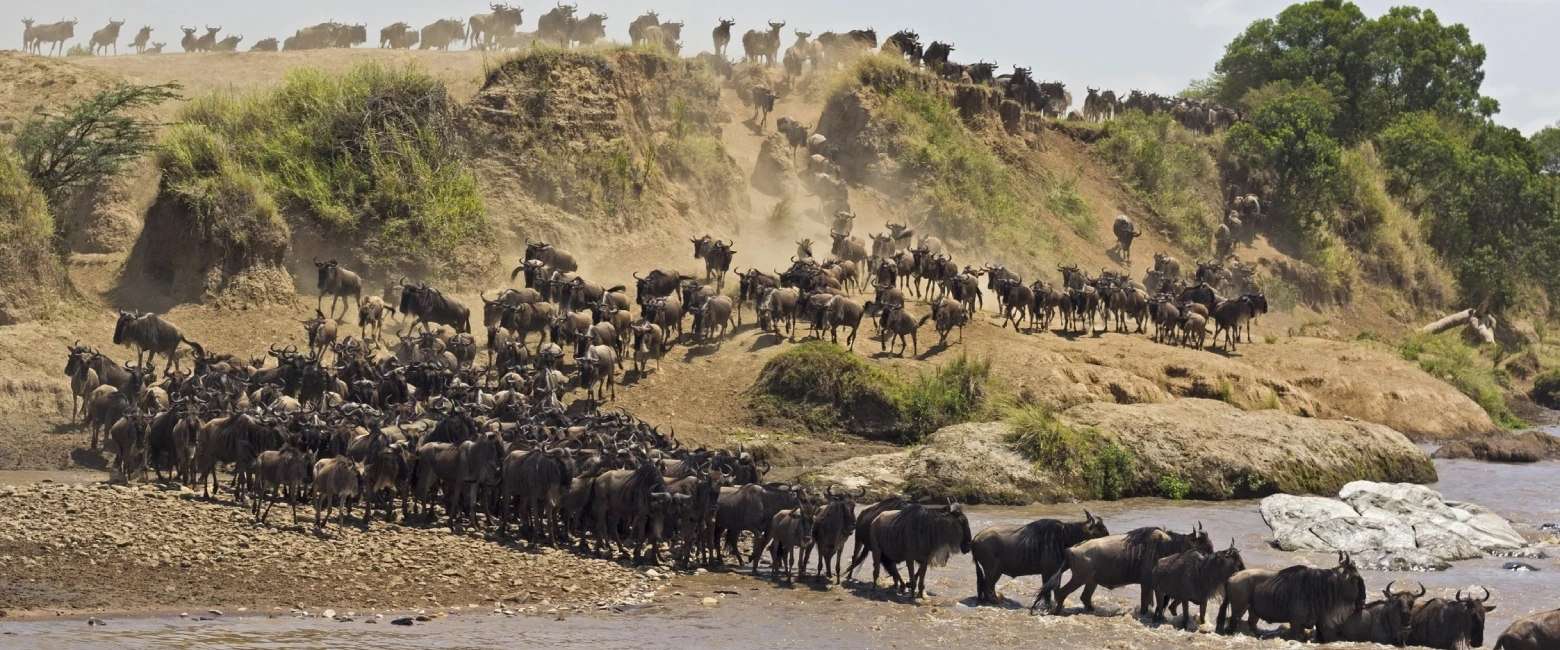 Masai Mara National Reserve Wildlife