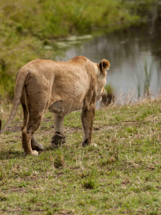 Masai Mara National Reserve Wet Season