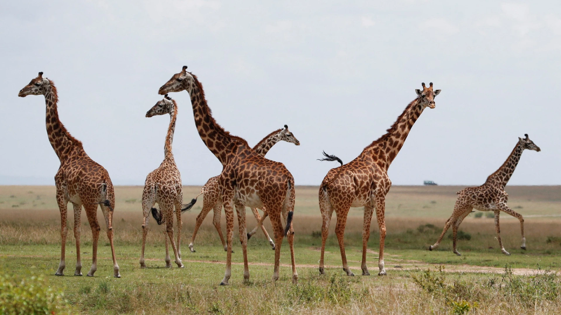 Masai Mara National Reserve Attraction