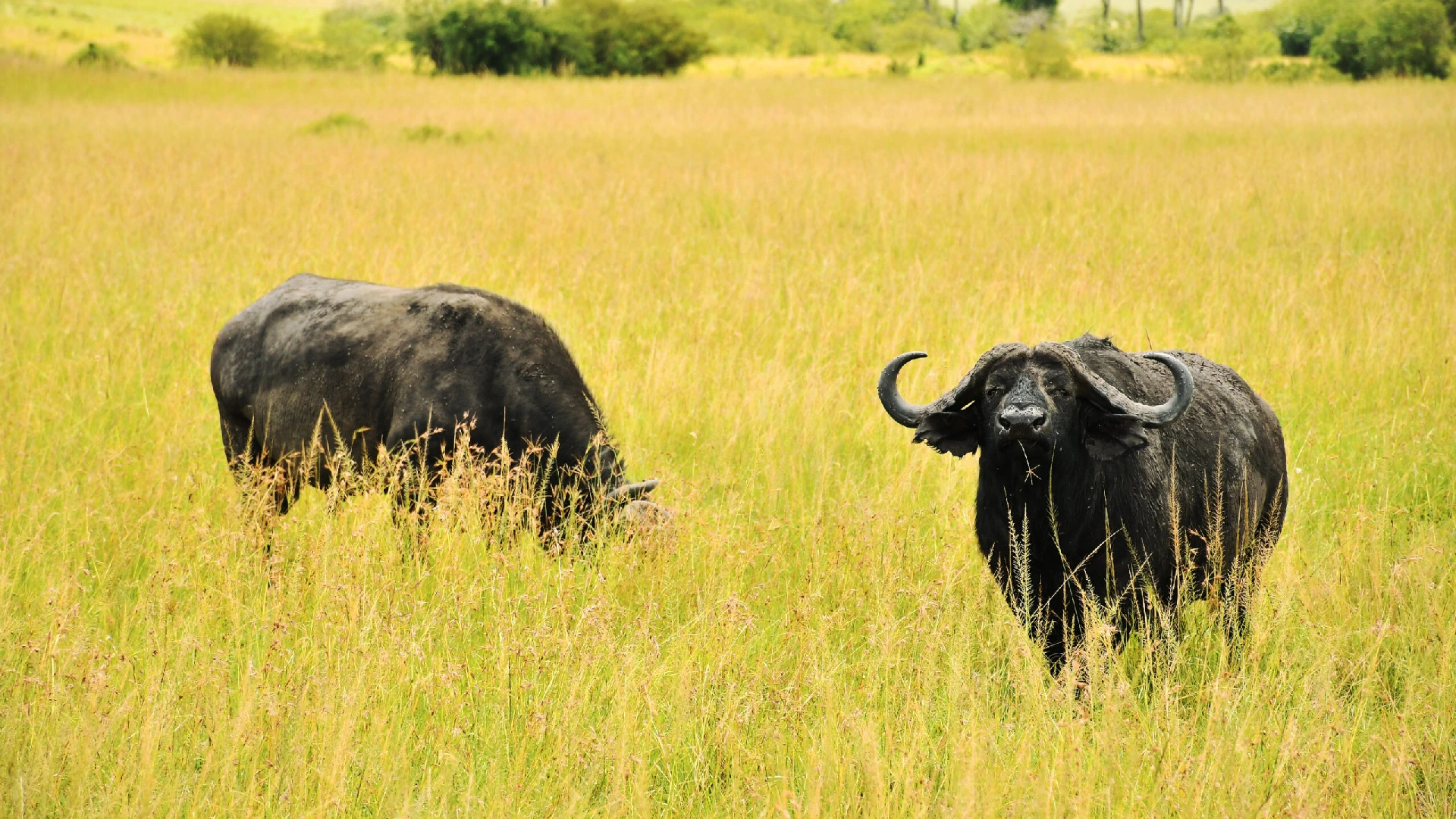 Masai Mara National Reserve Attraction