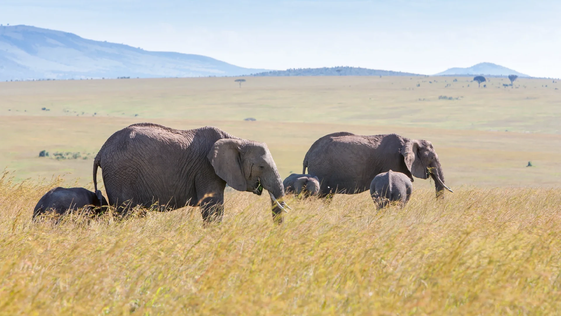 Masai Mara National Reserve Attraction