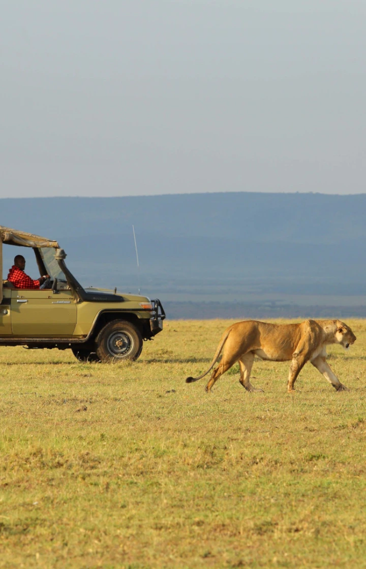 Masai Mara National Reserve Game Drives