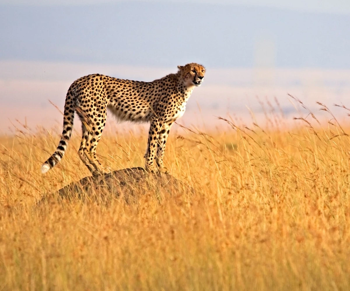 Kenya Destinations Masai Mara National Reserve