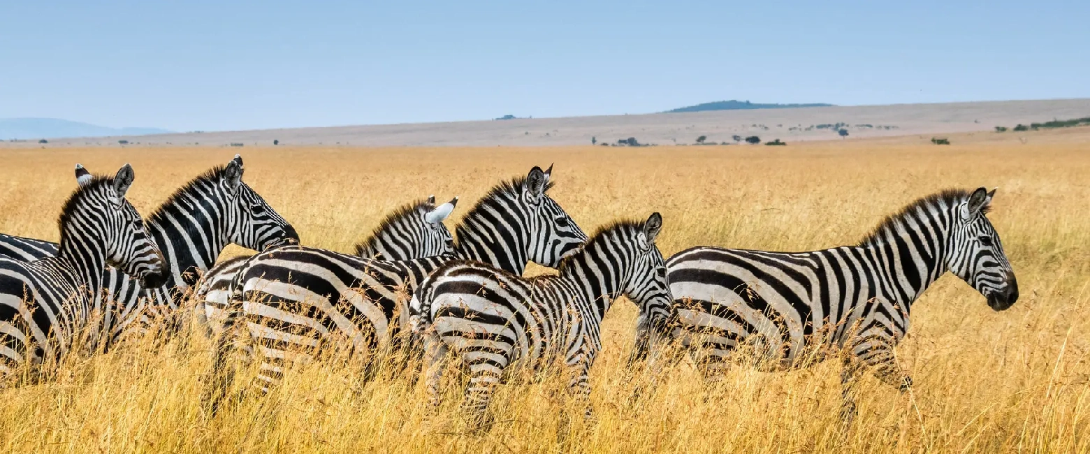 Meru National Park Zebra