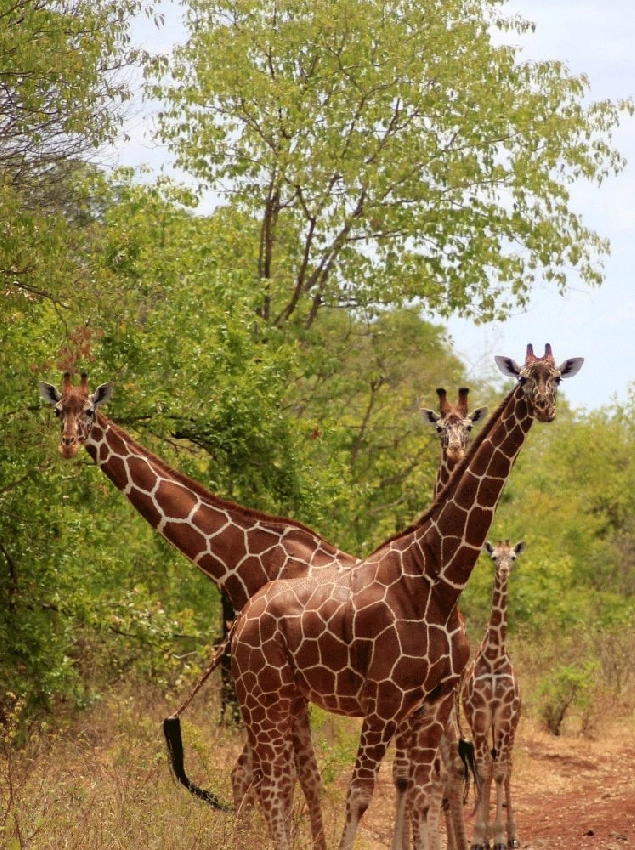 Meru National Park Wet Season
