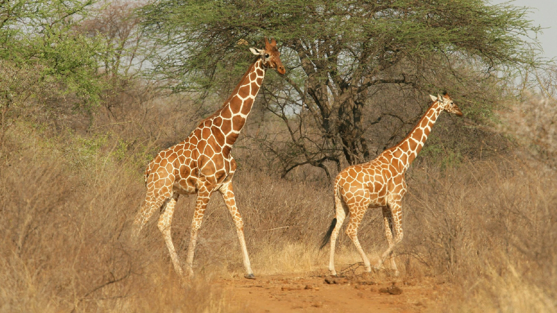 Meru National Park Attractions