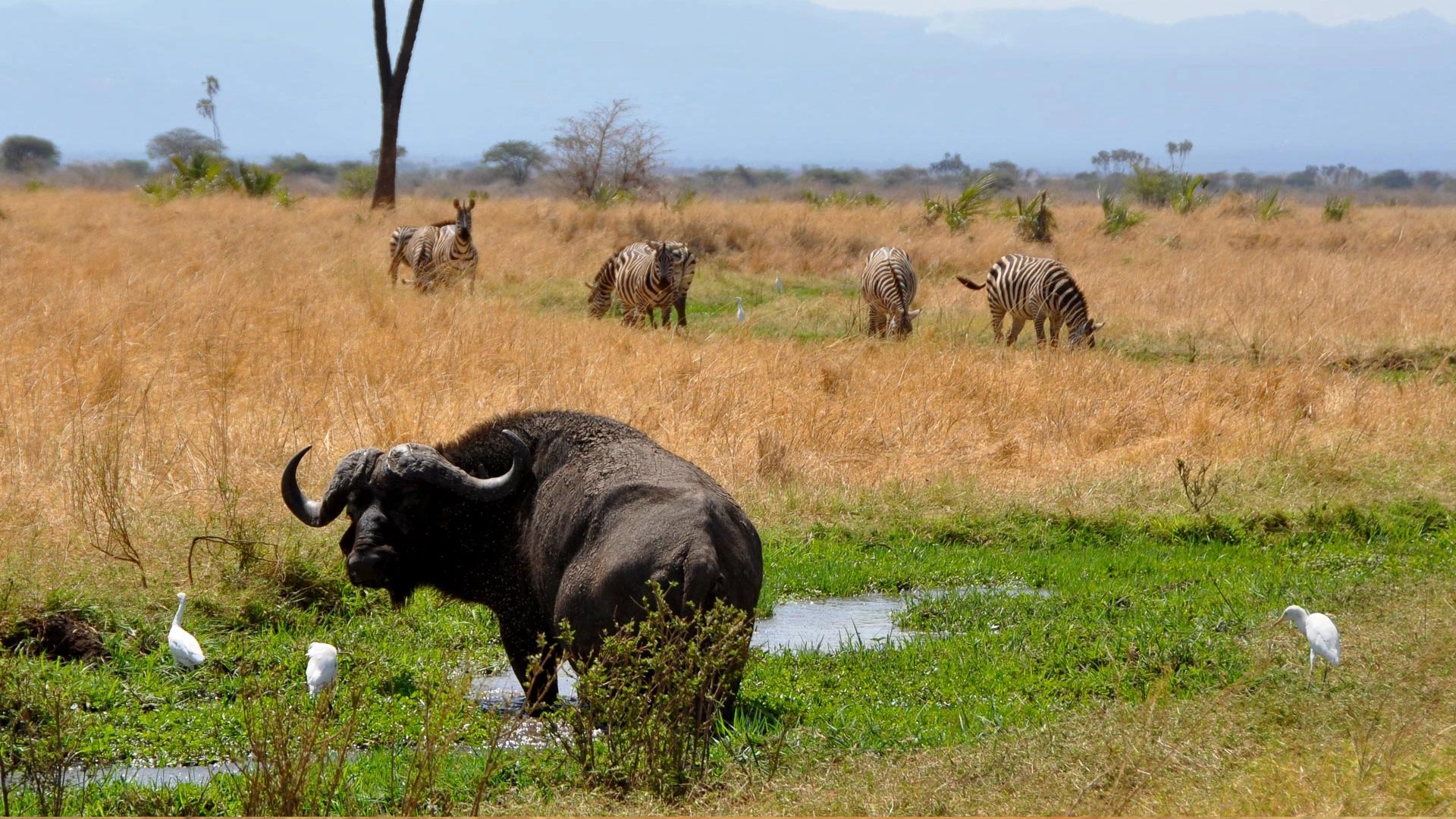 Meru National Park Attractions