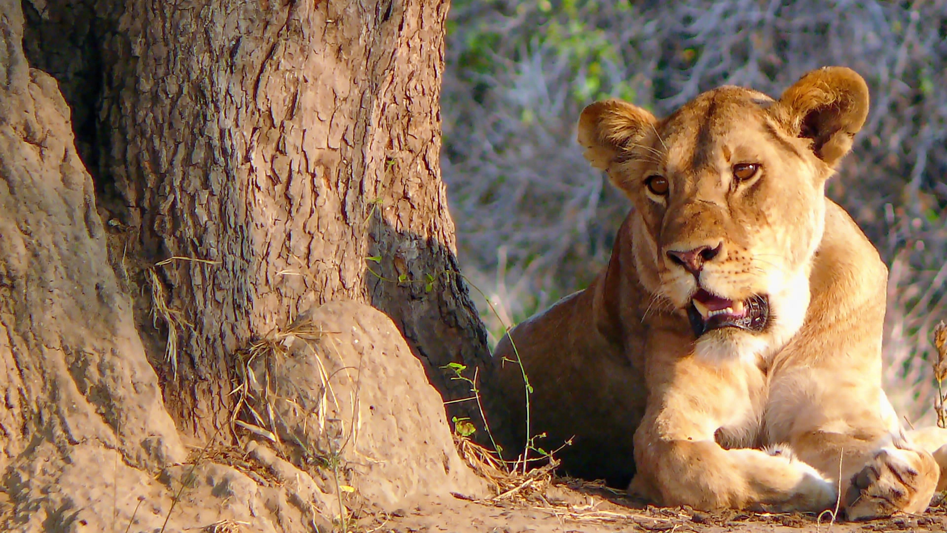 Meru National Park Attractions