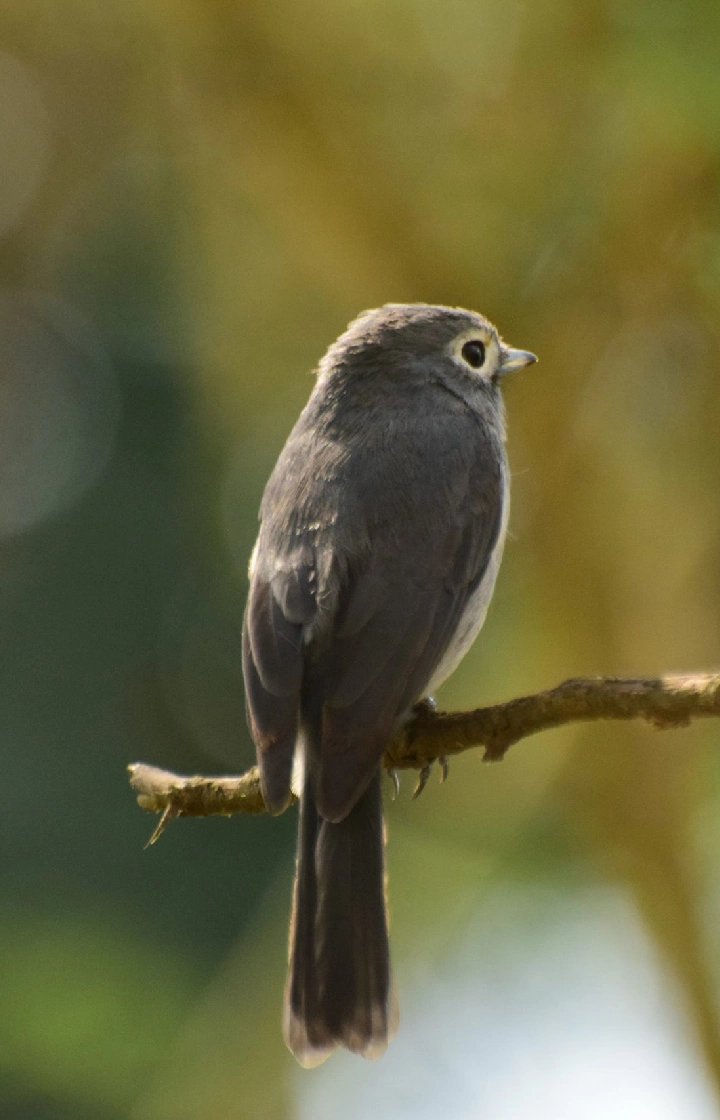 Meru National Park Bird Watching