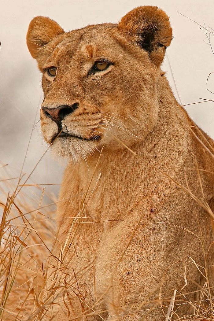 Kenya Destinations Meru National Park