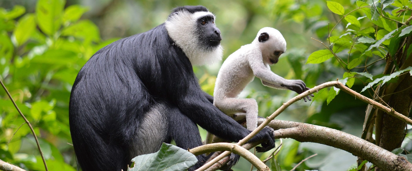Mombasa Bongo Wildlife