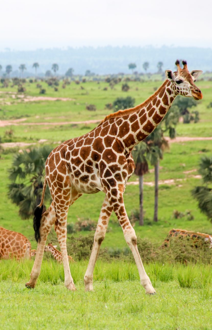 Murchison Falls National Park Game Drives