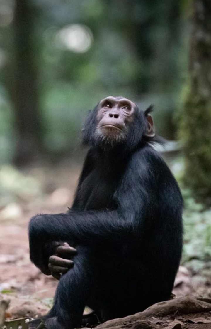 Murchison Falls National Park Chimpanzee Trekking (Budongo)