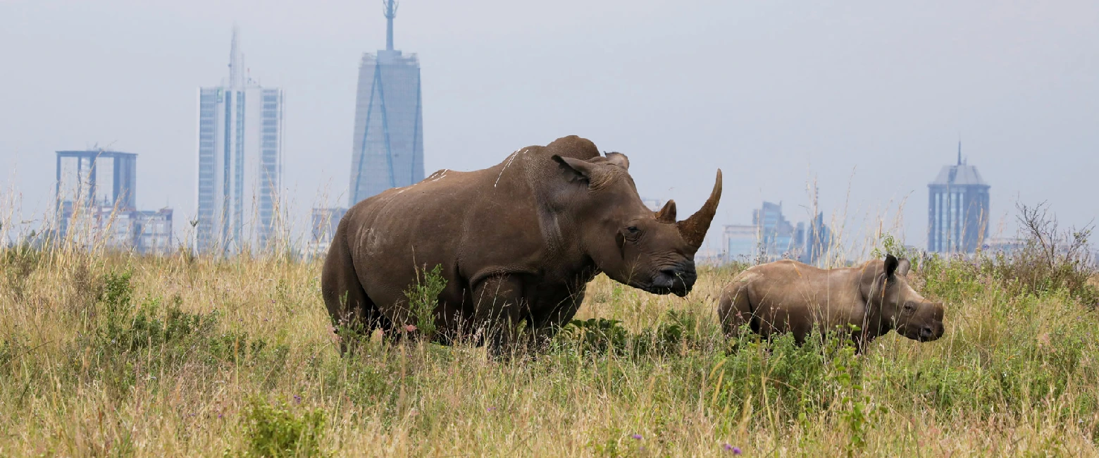 Nairobi National Park Wildlife