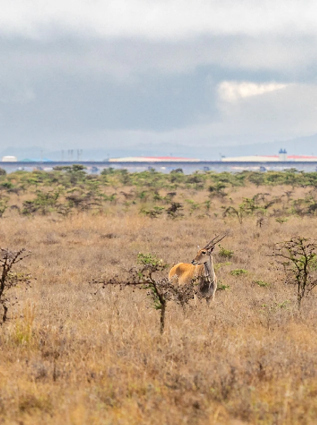 Nairobi National Park Dry Season